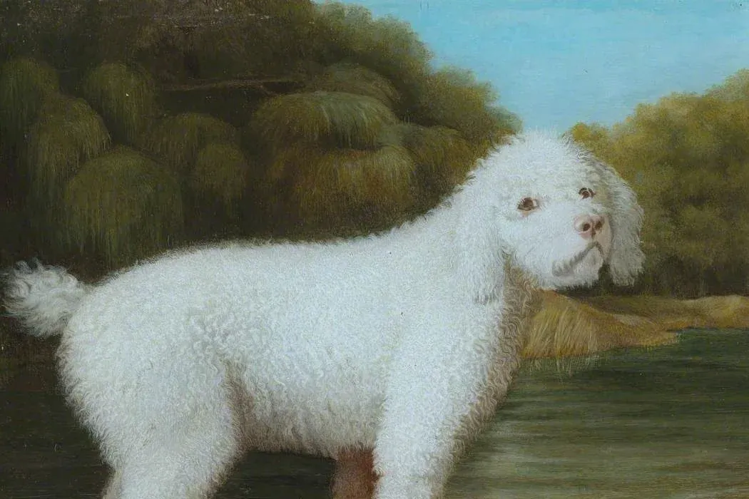 Havapoo history, a white Poodle standing in a punt on a river, a painting from the 18th century