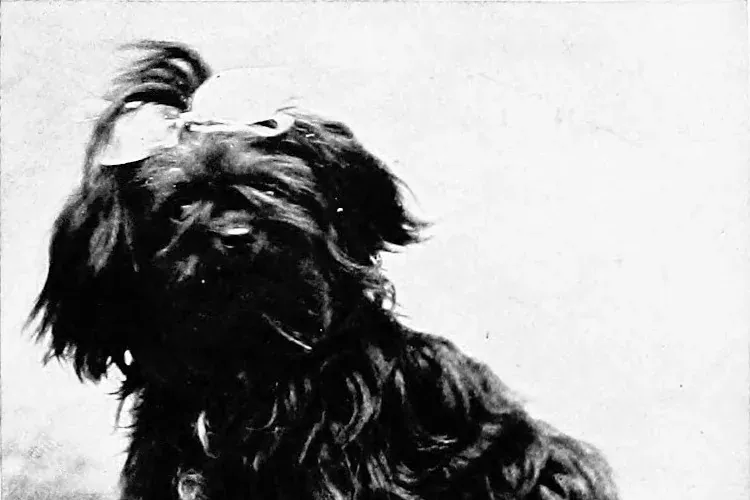 Havapoo history, the long-coated Havanese Poulka de Dieghem with a bow in the hair, London, 1907