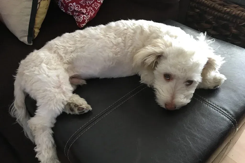 Havapoo history, a cream dog lying on a dark leather sofa, eyes open, a photograph, 2017