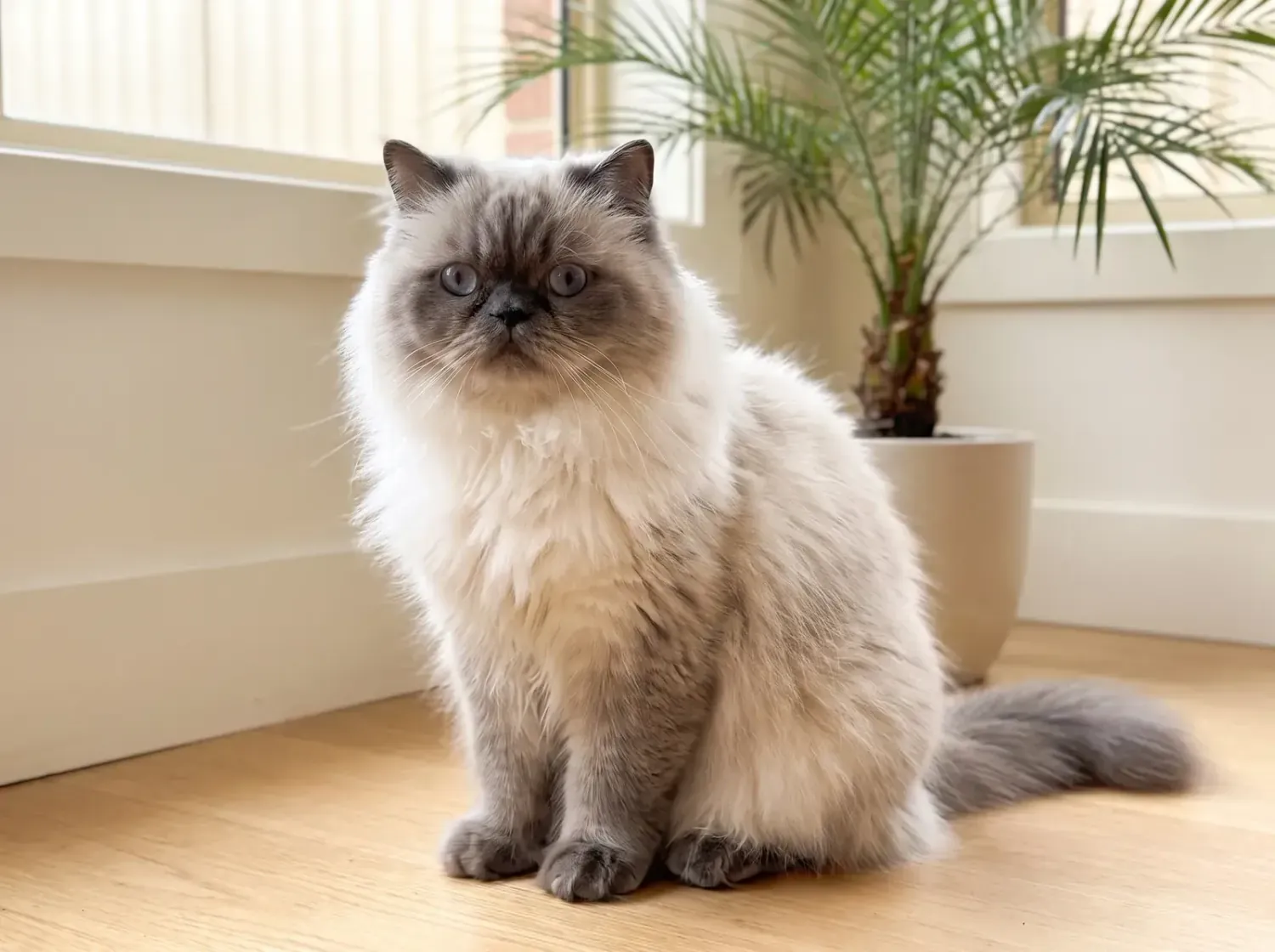 Himalayan, a blue point adult sitting on a timber floor beside a potted palm