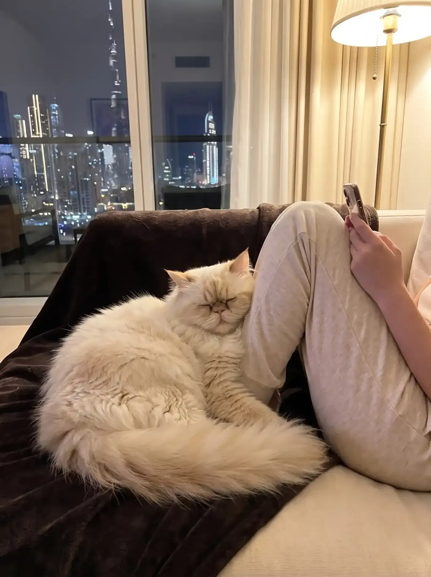 Himalayan in Dubai, a cream point cat asleep against a knee on a dark throw at night, the skyline lit up behind