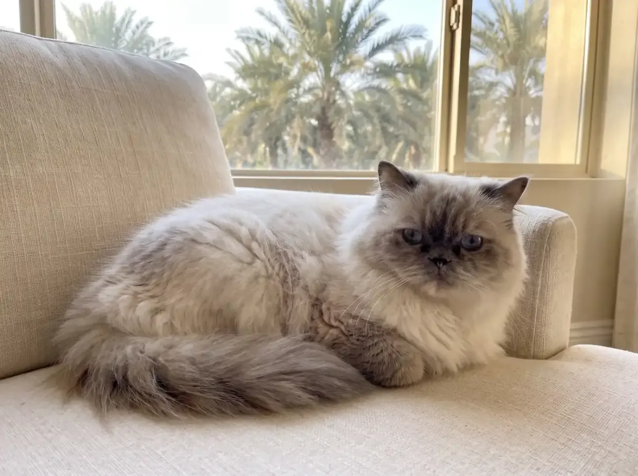Himalayan in Dubai, an older blue-cream point cat resting on a linen armchair, date palms outside