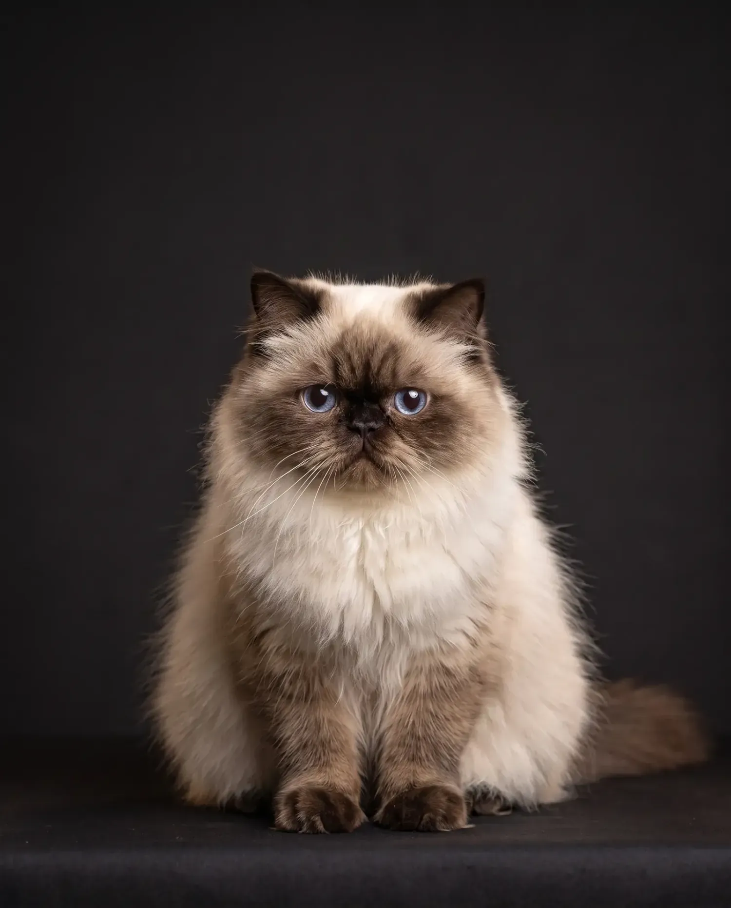 Himalayan in Dubai, studio portrait of a calm seal point adult with blue eyes, sitting