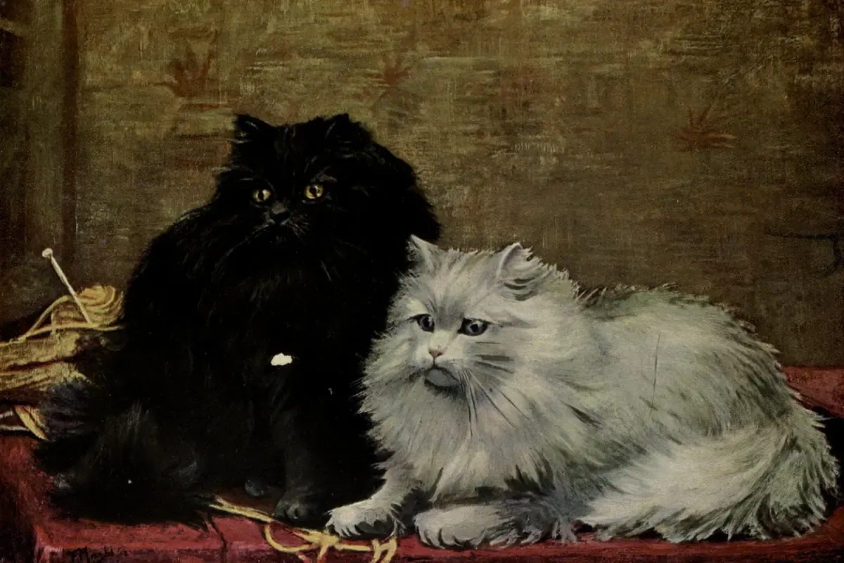 Himalayan history, a painting of a black and a white Persian cat on a red cushion, London, 1903