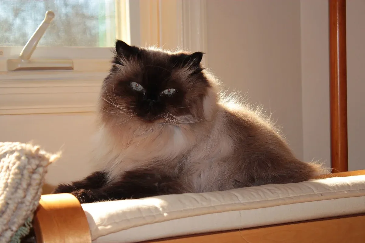 Himalayan history, a seal point Himalayan with blue eyes resting on a cushioned window seat, 2012
