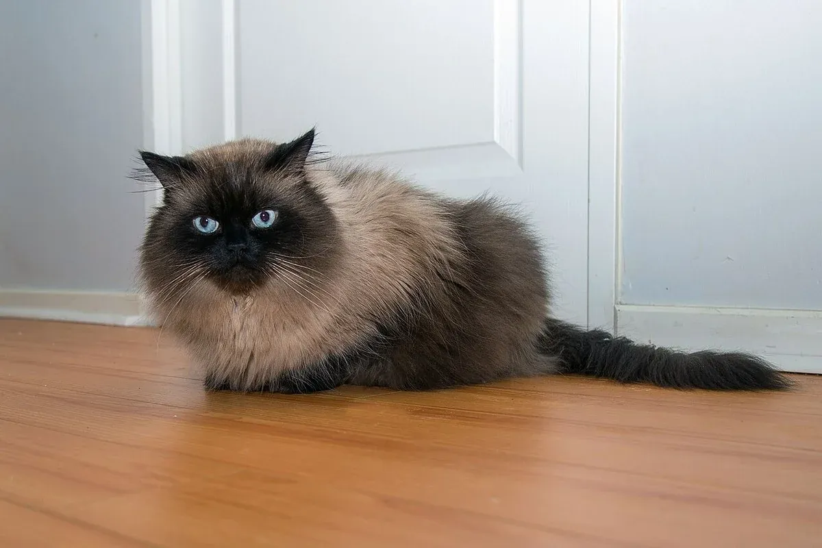 Himalayan history, a seal point Himalayan with blue eyes lying on a wooden floor, 2016