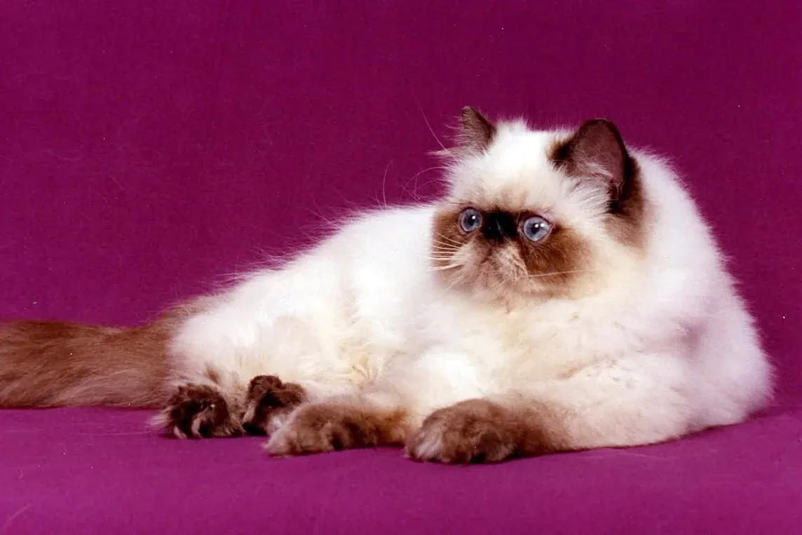 Himalayan history, a chocolate point Himalayan with blue eyes in a studio portrait, 2008