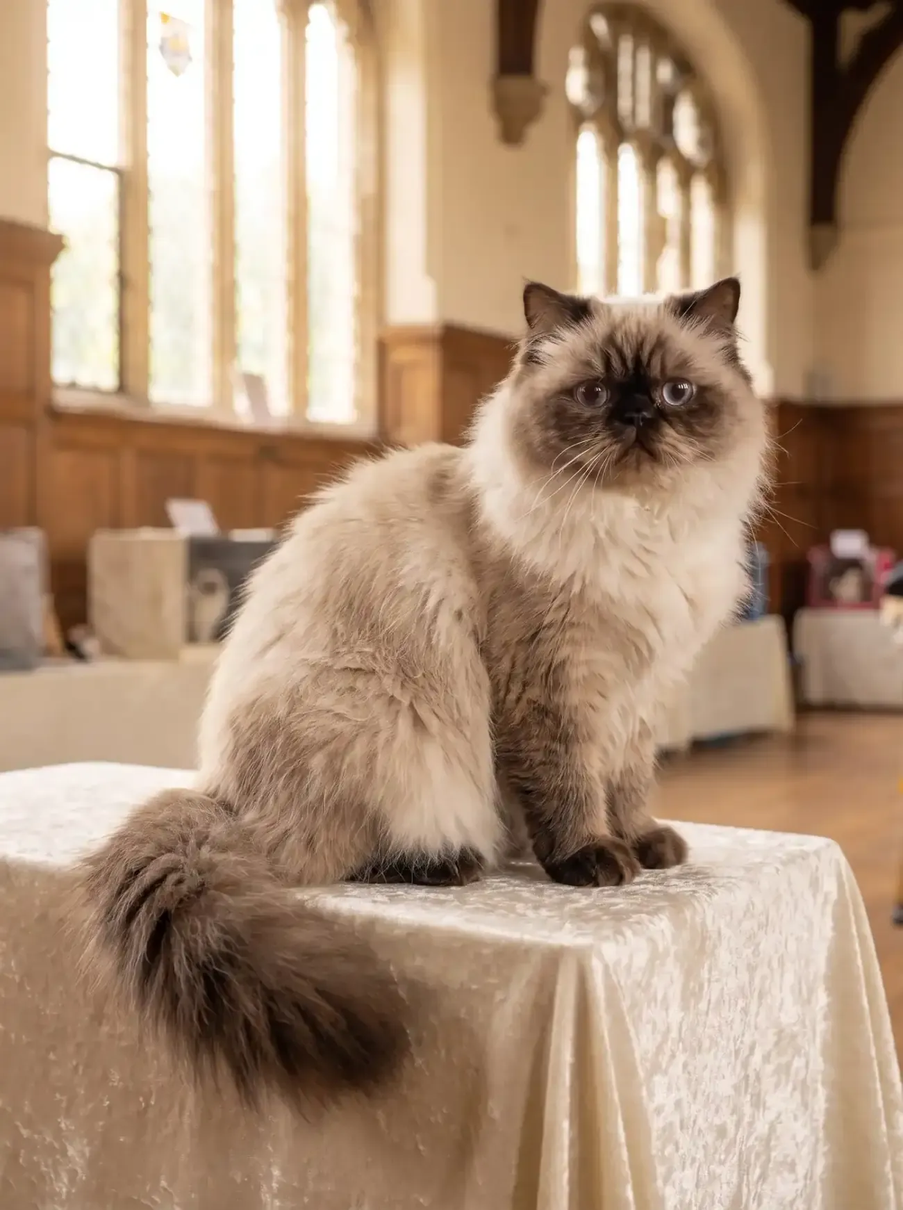 Himalayan, a colourpoint adult sitting on a velvet-draped show bench in an old exhibition hall
