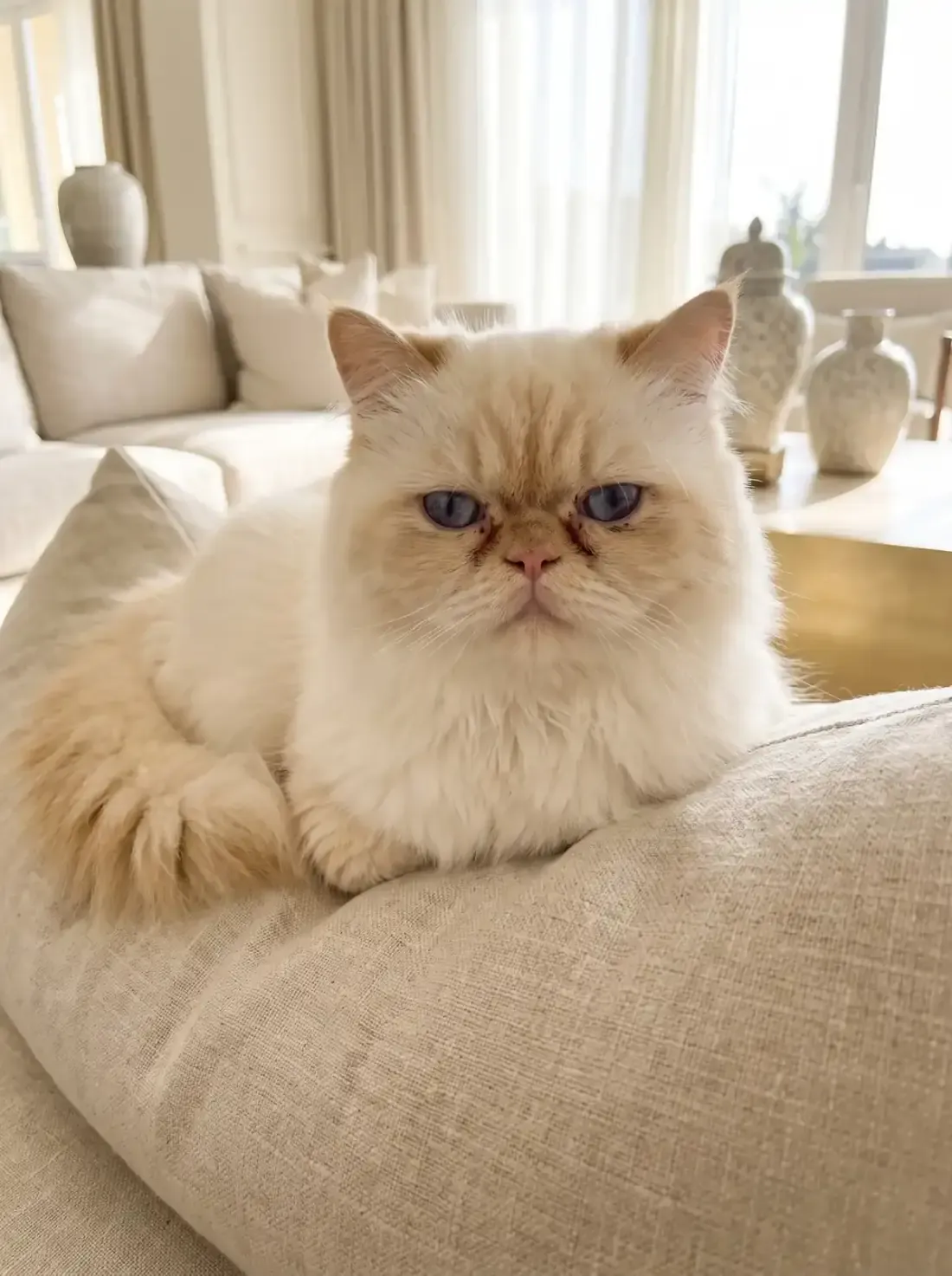 Himalayan in Dubai, a cream point adult with tear stains under the eyes, resting on a linen cushion