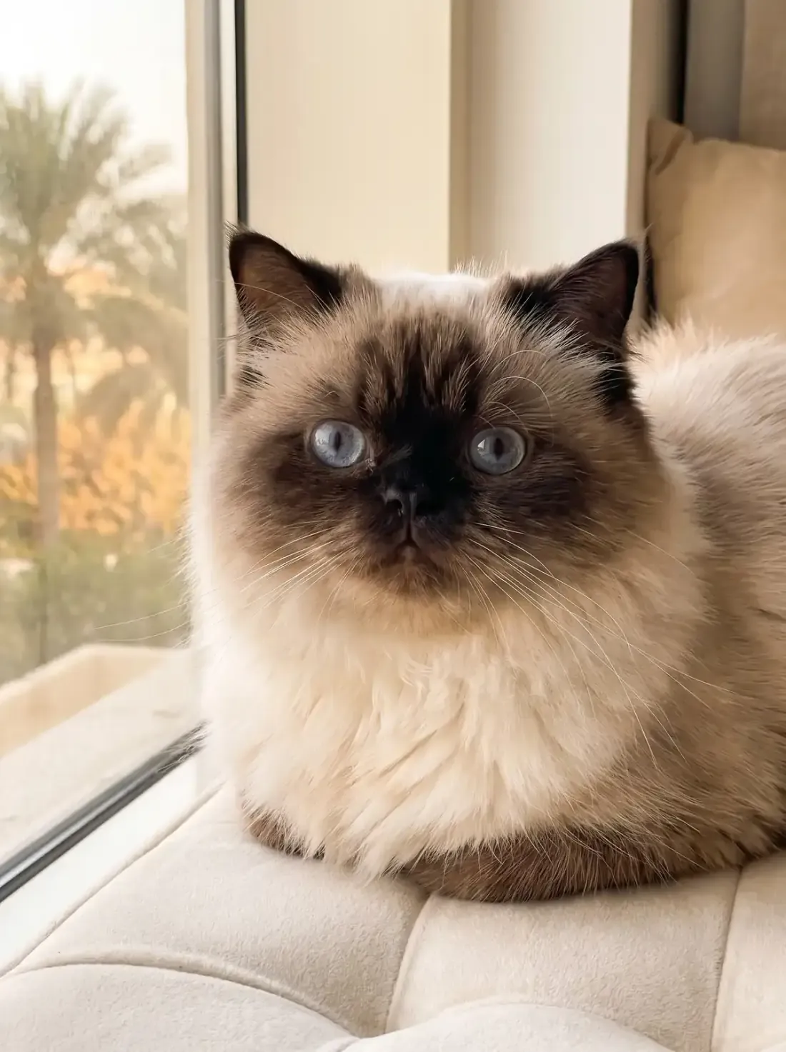 Himalayan in Dubai, close view of a seal point adult with a dark mask and ears, palms outside