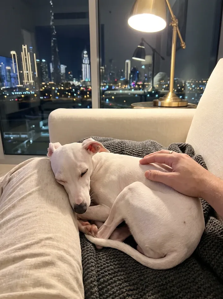 Italian Greyhound in Dubai, a white adult asleep on a charcoal throw, a hand on their back, the lit skyline behind