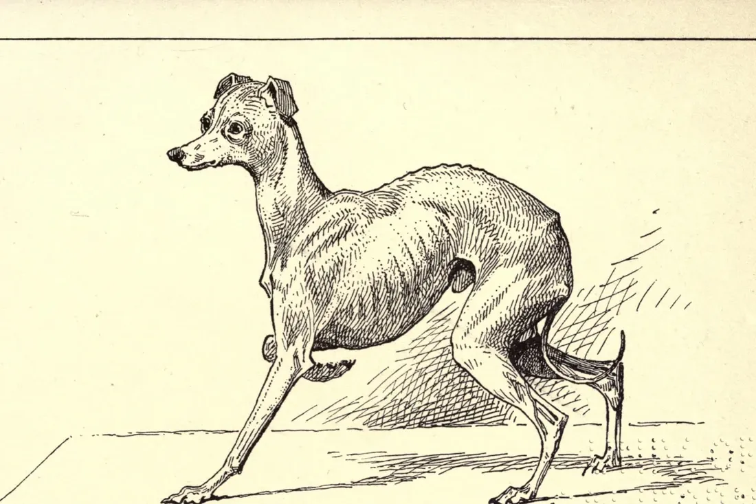 Italian Greyhound history, the show champion Larkfield Leveret, a pen drawing, Britain, 1900