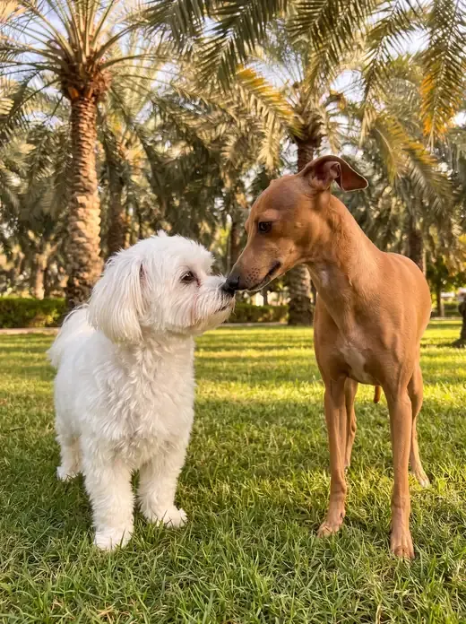 Italian Greyhound in Dubai, a red adult sniffing noses with a white Maltese on a park lawn under date palms