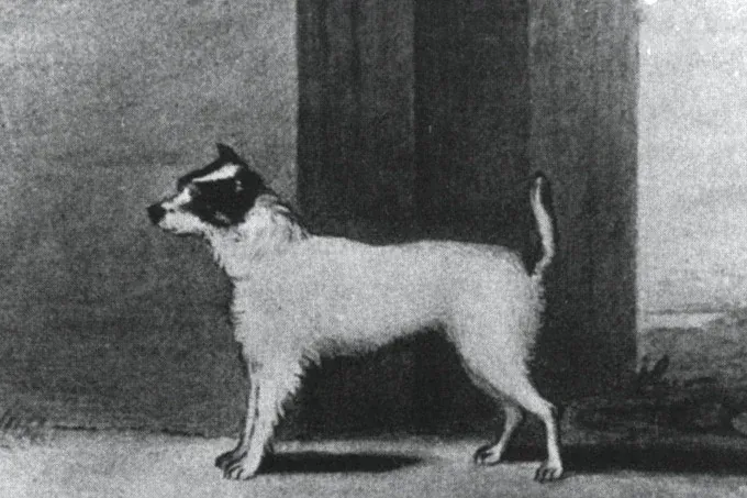Jack Russell Terrier history, Trump, John Russell's first terrier, white with dark head markings, 19th century