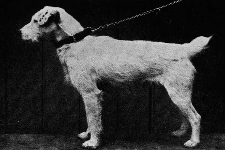 Jack Russell Terrier history, Carlisle Tack, a white working terrier from Russell's lines, on a lead
