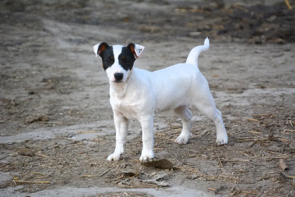 Jack Russell Terrier history, a white puppy with black and tan head markings standing on a path