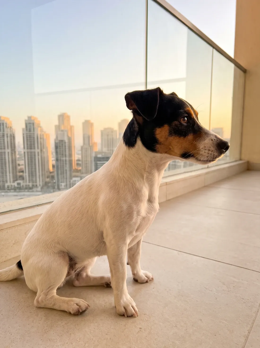 Jack Russell Terrier in Dubai, the same tricolour adult sitting on a balcony, towers behind the glass