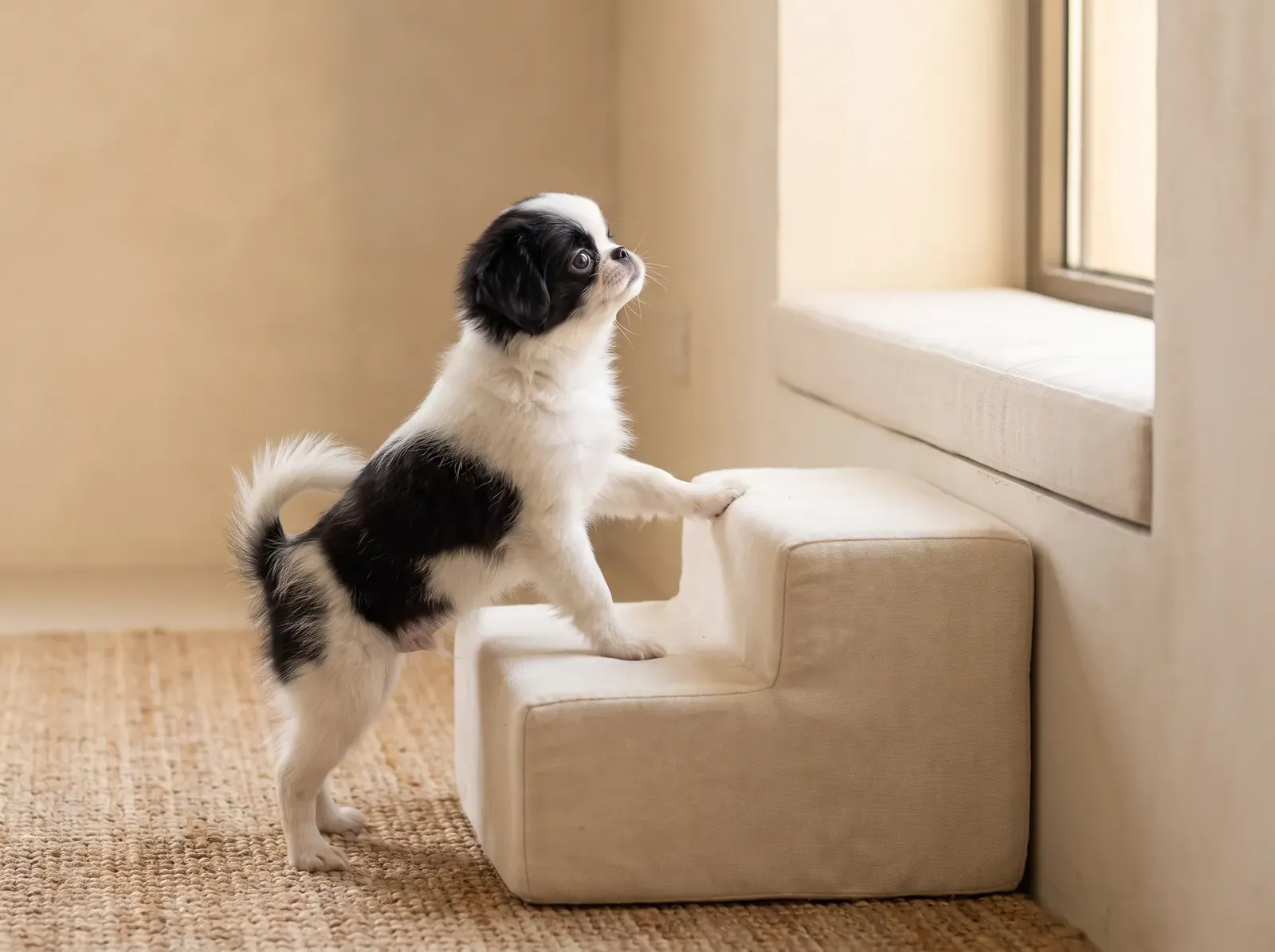 Japanese Chin, a black and white puppy climbing a padded step up to a low window seat