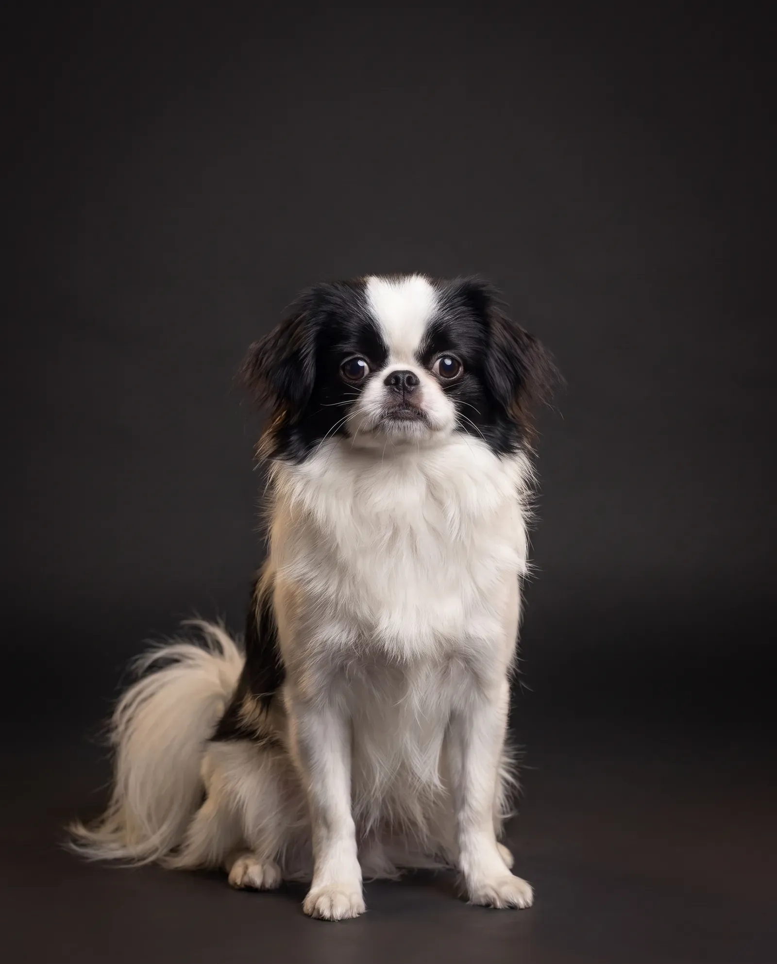 Japanese Chin in Dubai, studio portrait of a calm black and white adult sitting against a dark background