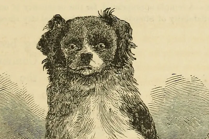 Japanese Chin history, one of the small dogs given to Commodore Perry by Japan's commissioners, an engraving, New York, 1857