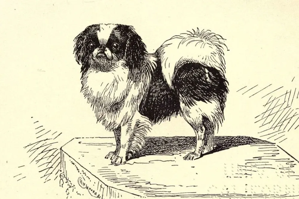 Japanese Chin history, the Japanese Spaniel Ch. Dai Butzu standing on a cushion, from a dog book, New York, 1900