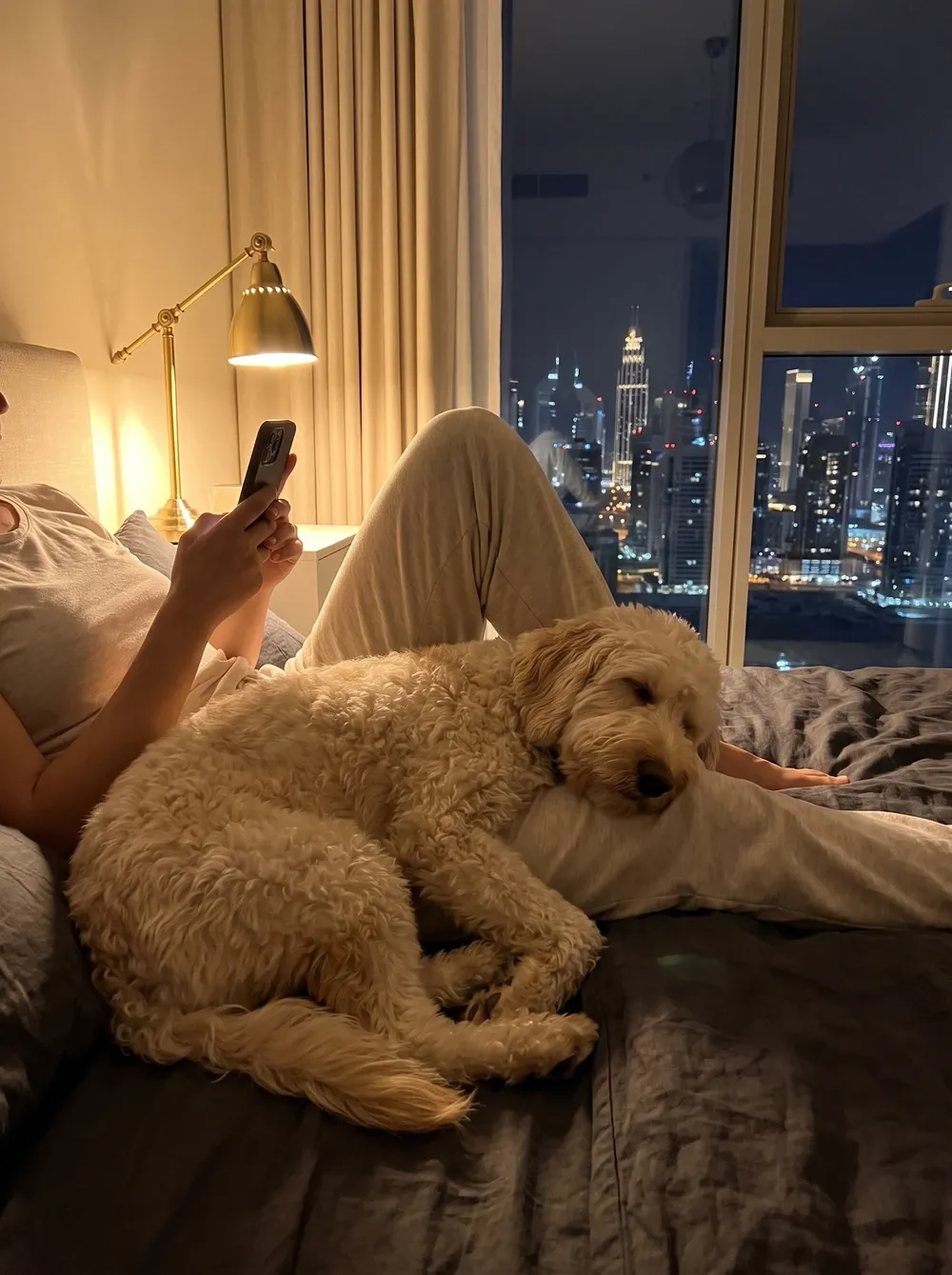 Labradoodle in Dubai, a small cream adult asleep on a pet parent's lap in bed at night, the skyline behind