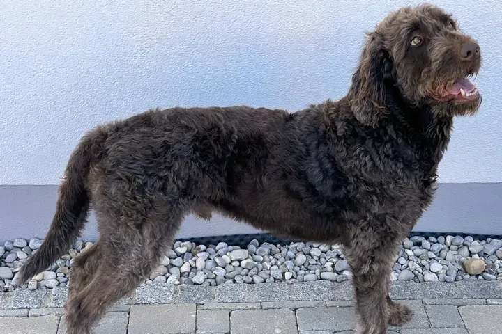 Labradoodle history, a brown adult standing side-on on a paved terrace by a white wall, photographed in 2022