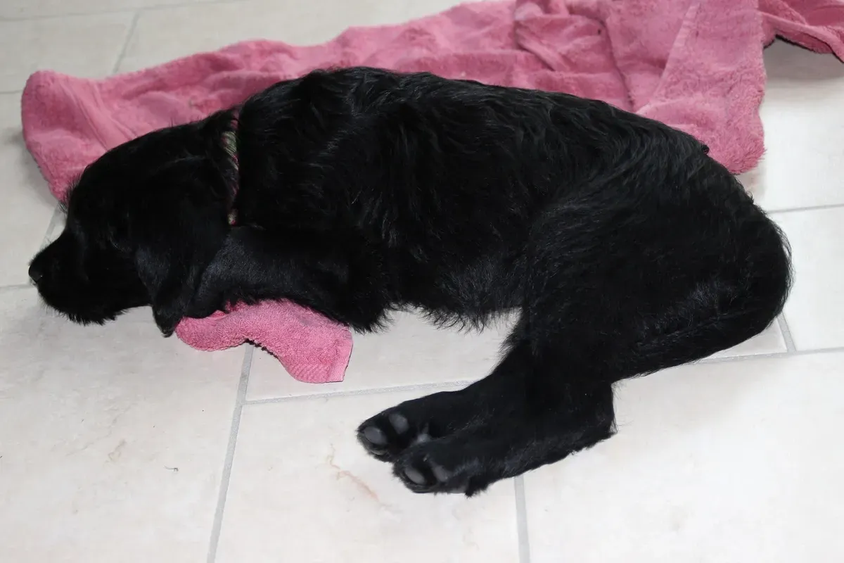 Labradoodle history, a young black dog asleep on pale tiles on a pink towel, 2015