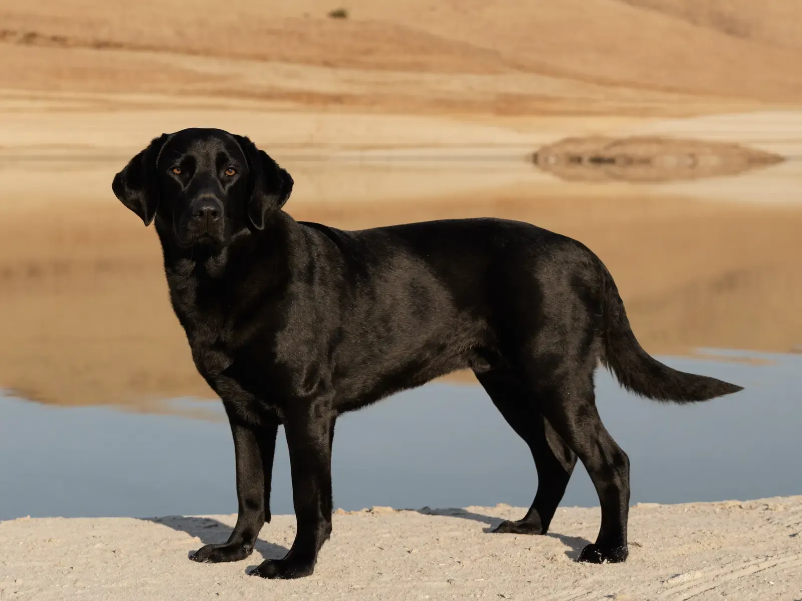 Labrador Retriever in Dubai, a black adult standing on pale desert sand by a shallow pool