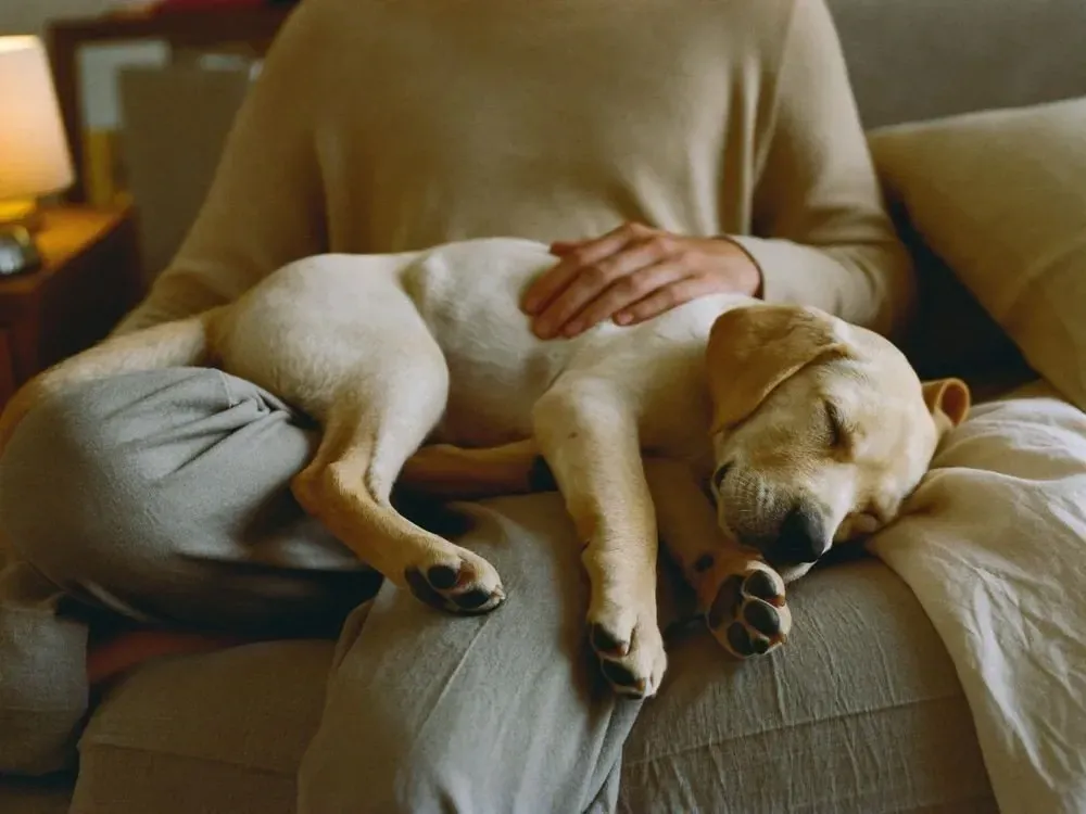 Labrador Retriever, a yellow puppy asleep in a pet parent's lap on the sofa
