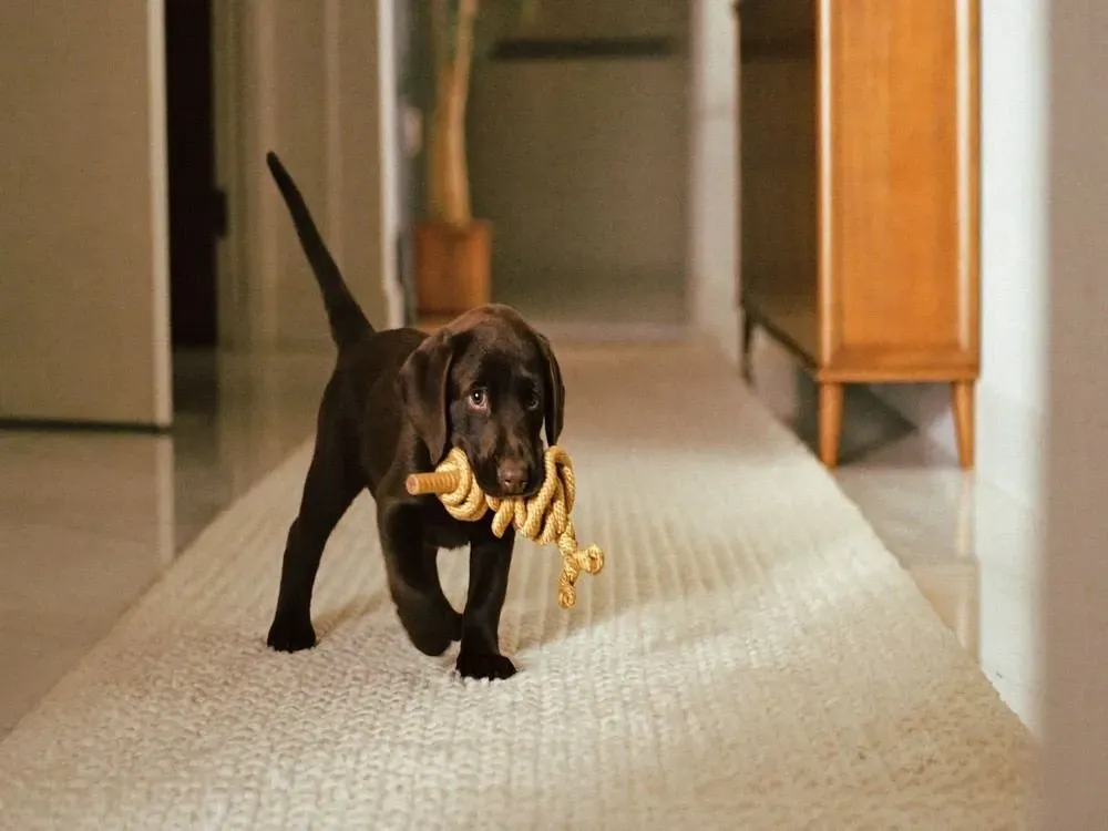 Labrador Retriever, a chocolate puppy carrying a rope toy along a rug on a marble floor