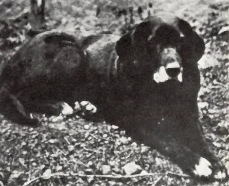 Labrador Retriever history, Nell, a St John's water dog, lying on grass, photographed in 1867