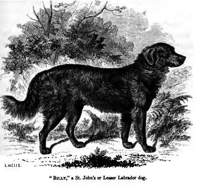 Labrador Retriever history, an engraving of Billy, a St John's or Lesser Labrador dog, in woodland, 1859