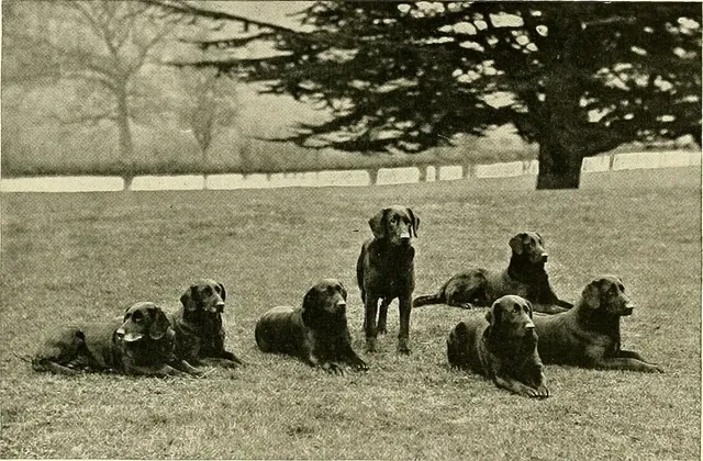 Labrador Retriever history, seven black dogs resting on an estate lawn, The New Book of the Dog, 1911