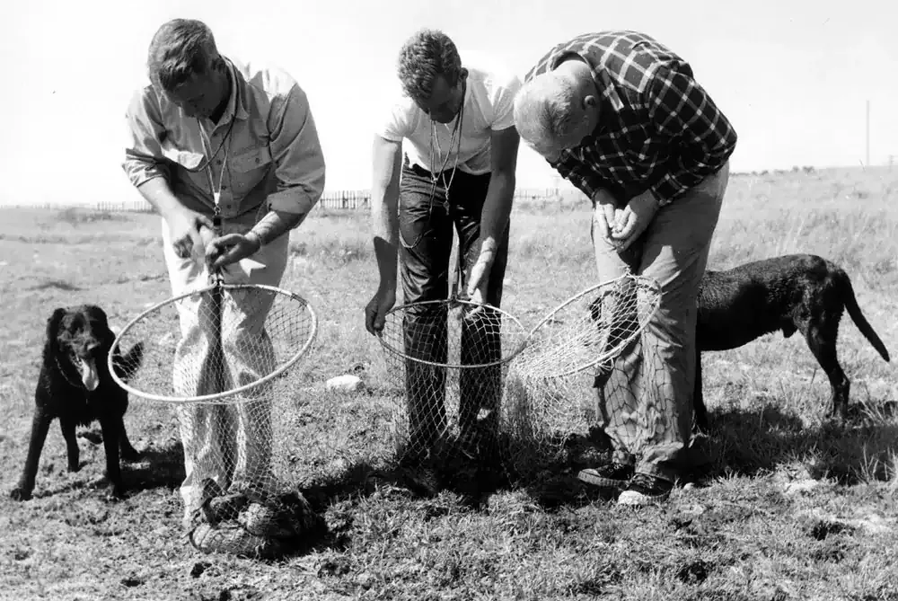 Labrador Retriever history, agents banding ducks as two black dogs look on, Canada, 1957