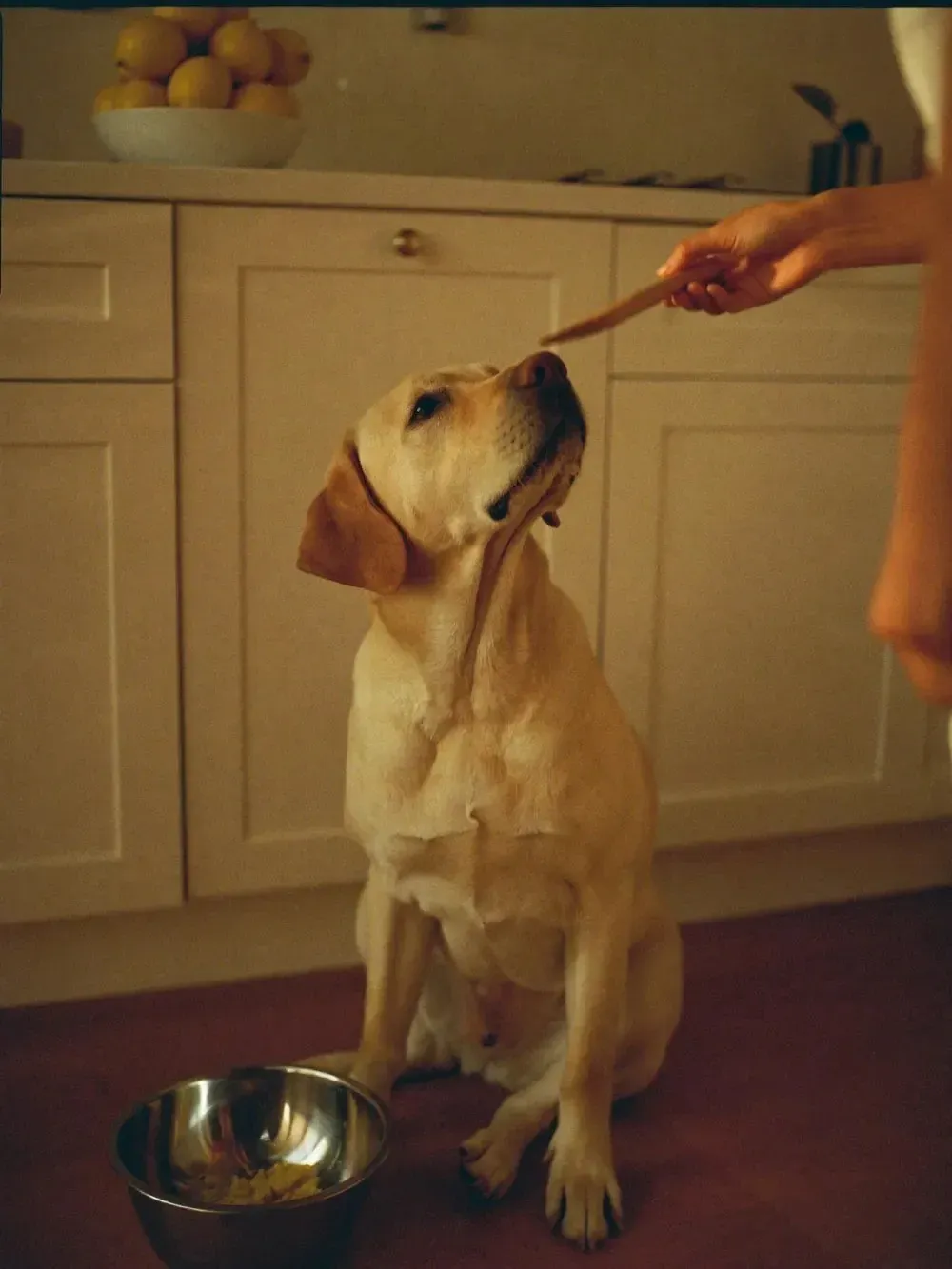 Labrador Retriever, a yellow adult sitting by a steel bowl in a kitchen, looking up at a hand holding a scoop
