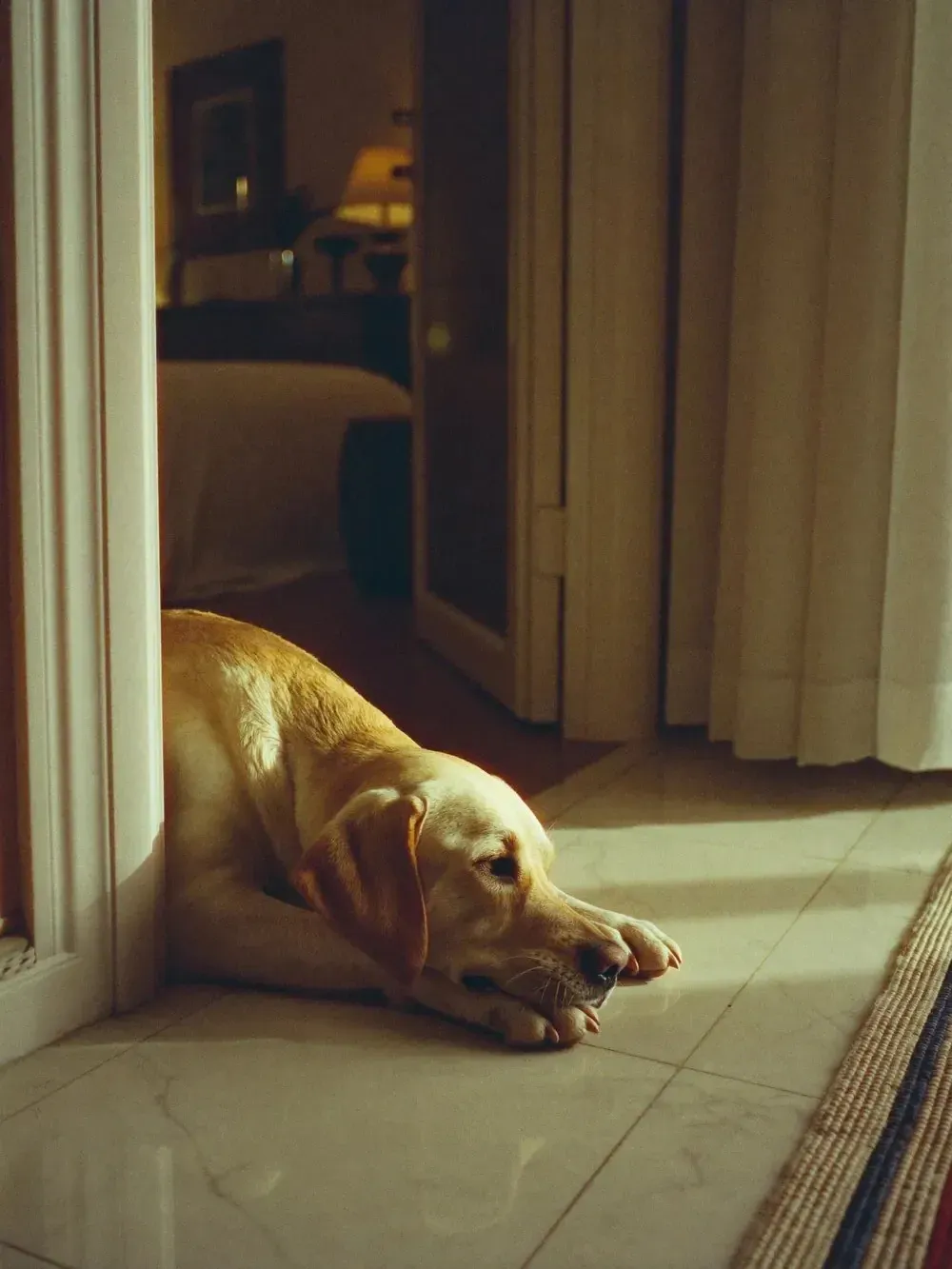 Labrador Retriever, a yellow adult lying across a bedroom doorway on a marble floor