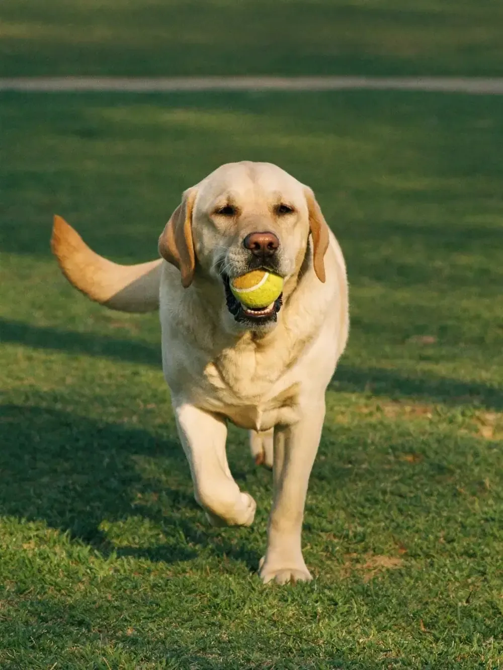 Labrador Retriever, a yellow adult trotting across a lawn with a tennis ball
