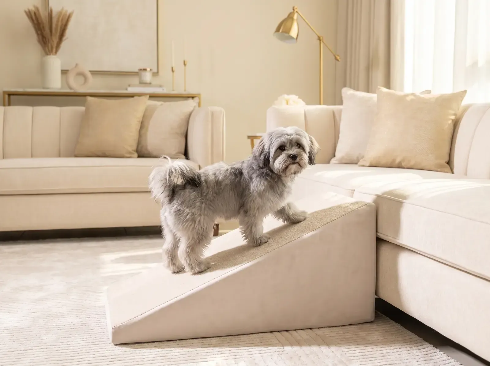Lhasa Apso, a silver grey puppy walking up a low pet ramp beside a cream sofa