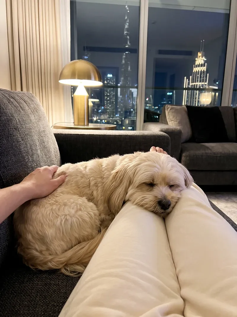 Lhasa Apso in Dubai, a cream adult asleep against a pet parent's knees on a sofa at night, skyline lit behind