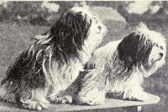 Lhasa Apso history, two long-coated Lhassa Terriers sitting on a table, from a dog book, 1915
