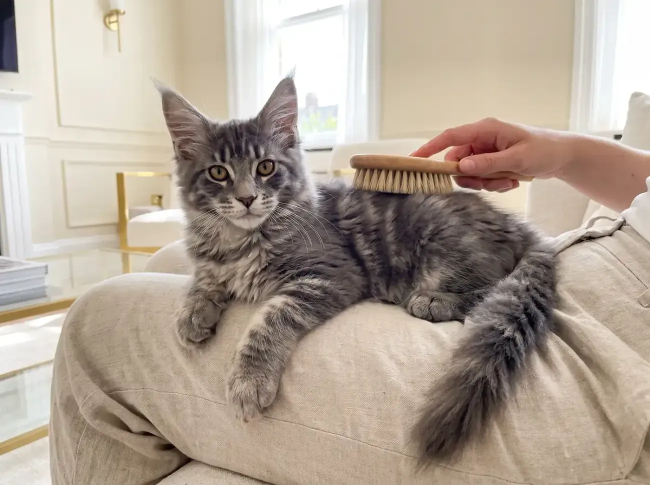 Maine Coon, a blue tabby kitten lying on a lap while a hand brushes its back