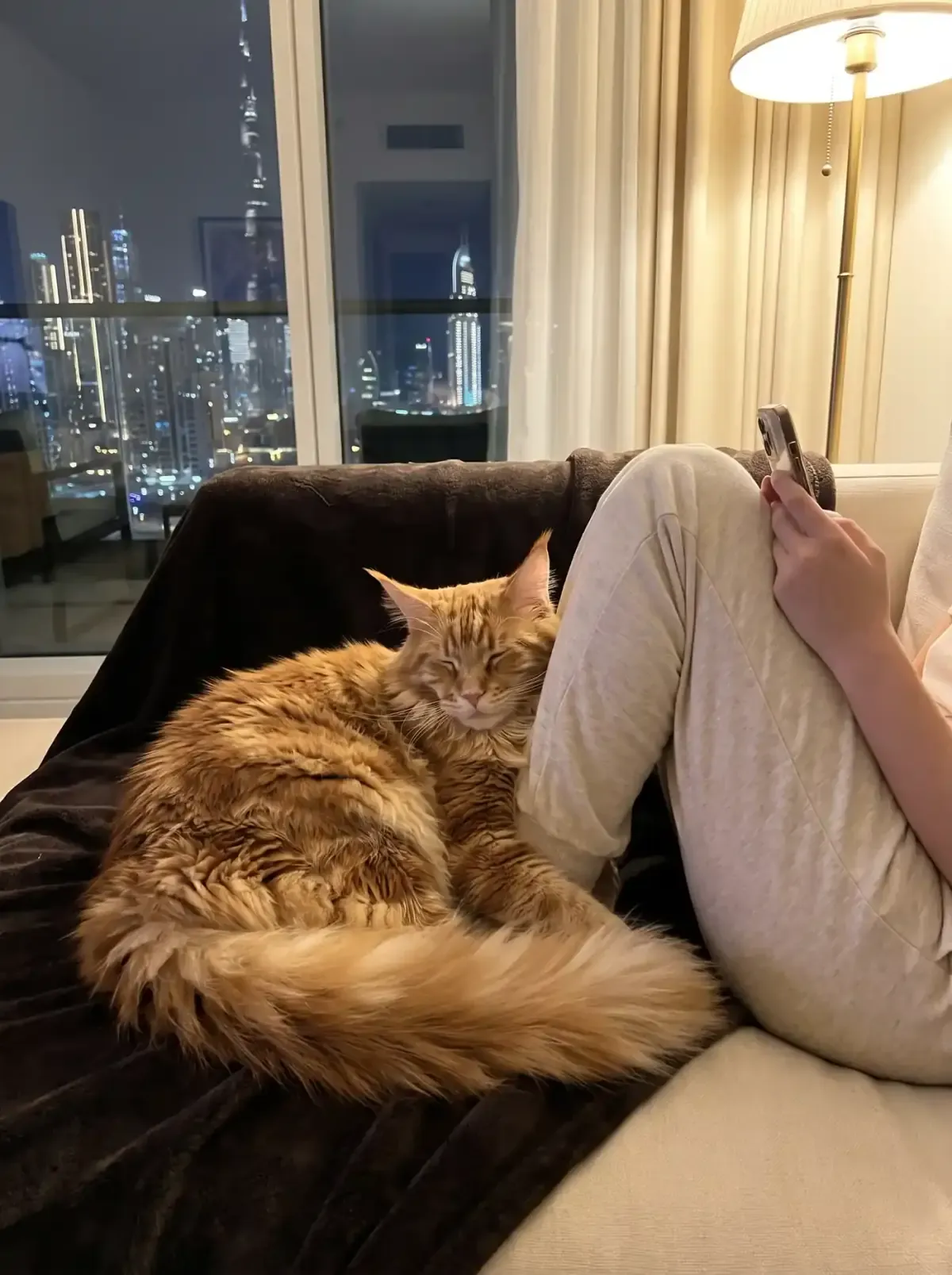 Maine Coon in Dubai, a ginger cat asleep against a knee on a dark throw at night, the skyline lit up behind