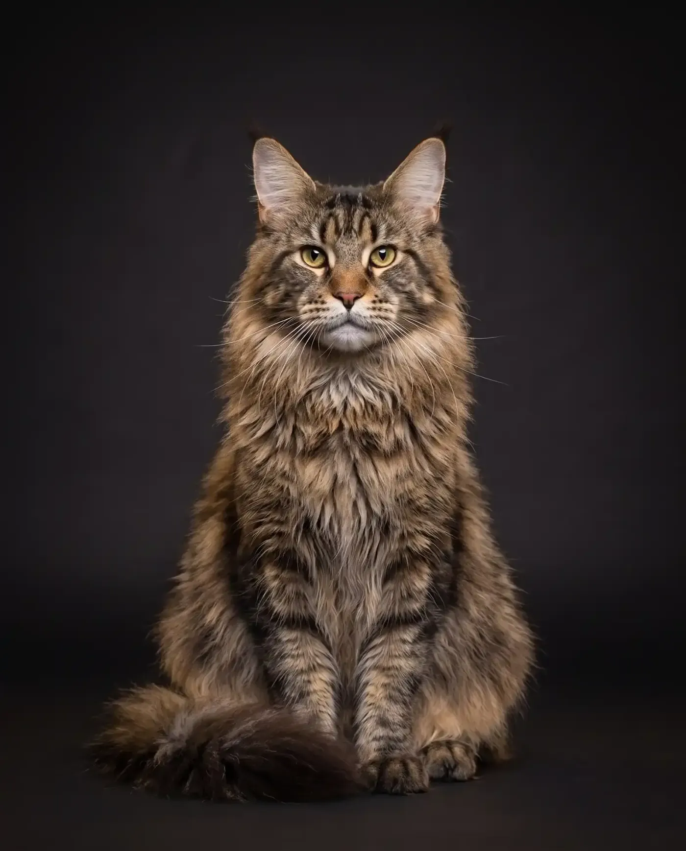 Maine Coon in Dubai, studio portrait of a large brown tabby adult with tufted ears, sitting