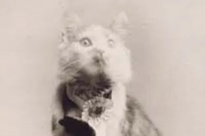 Maine Coon history, Cosey, a brown tabby wearing a prize rosette, New York, 1895