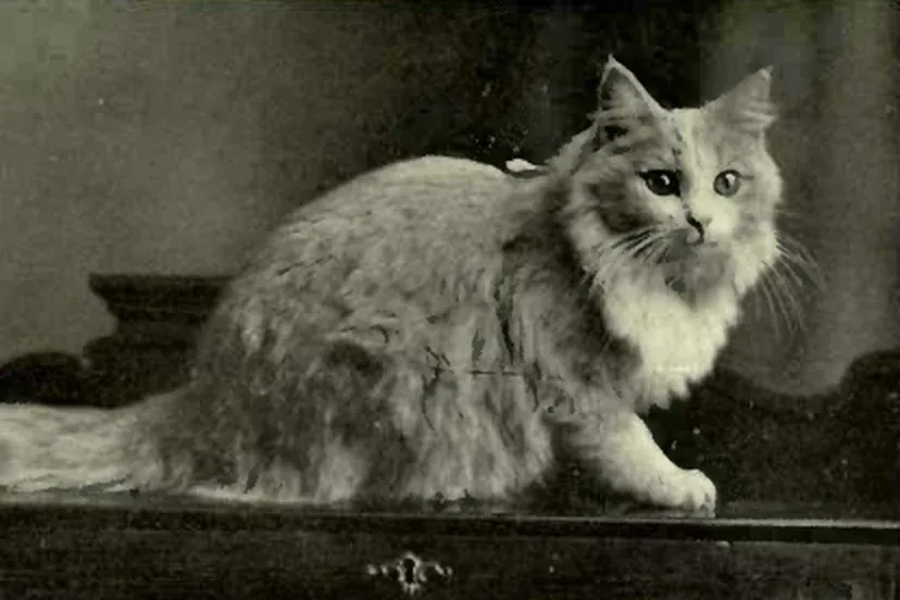 Maine Coon history, Tobey, a long-haired Maine cat with a plumed tail lying on a cabinet, 1903