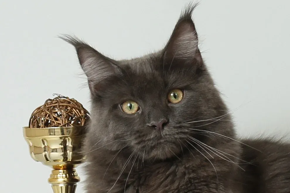 Maine Coon history, a blue Maine Coon with tufted ears lying beside a gold show trophy, 2013