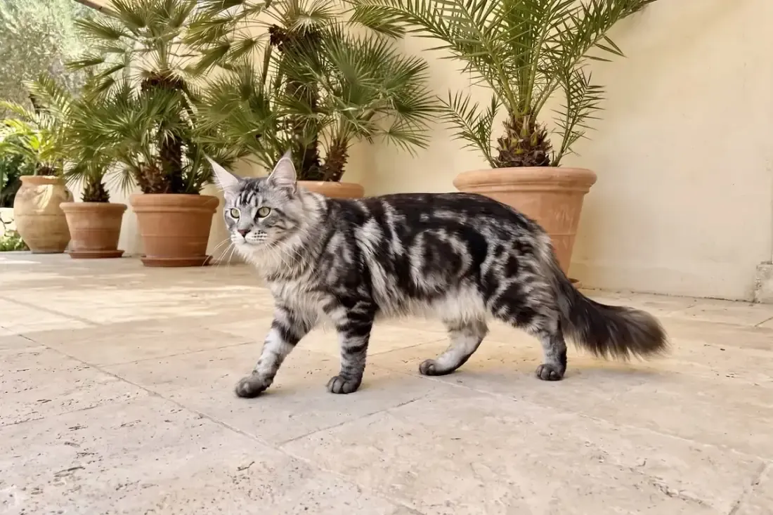 Maine Coon history, the breed today, a silver tabby adult on a shaded villa terrace, Dubai, 2026