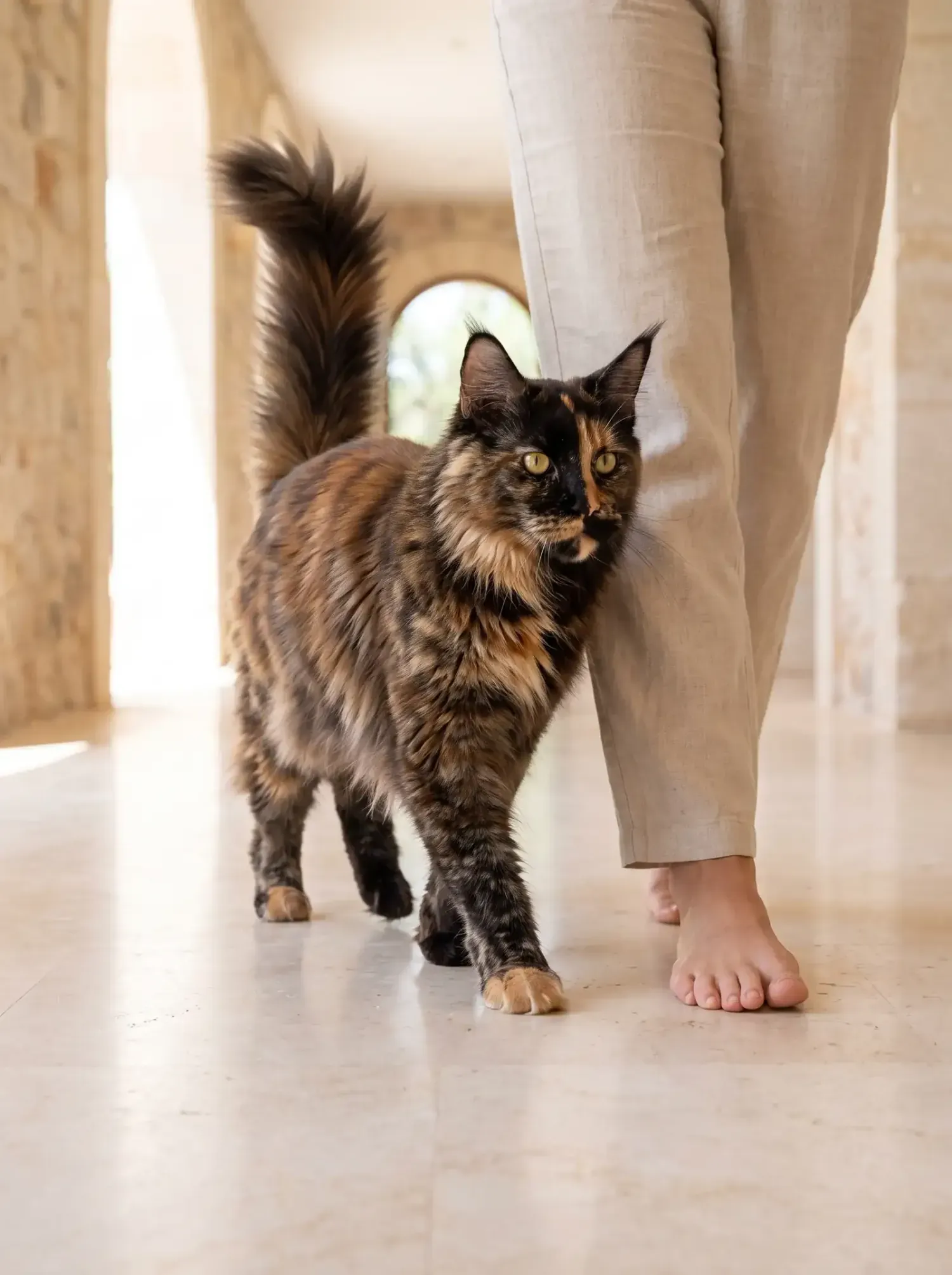 Maine Coon, a tortoiseshell adult walking beside a person down a marble villa hallway
