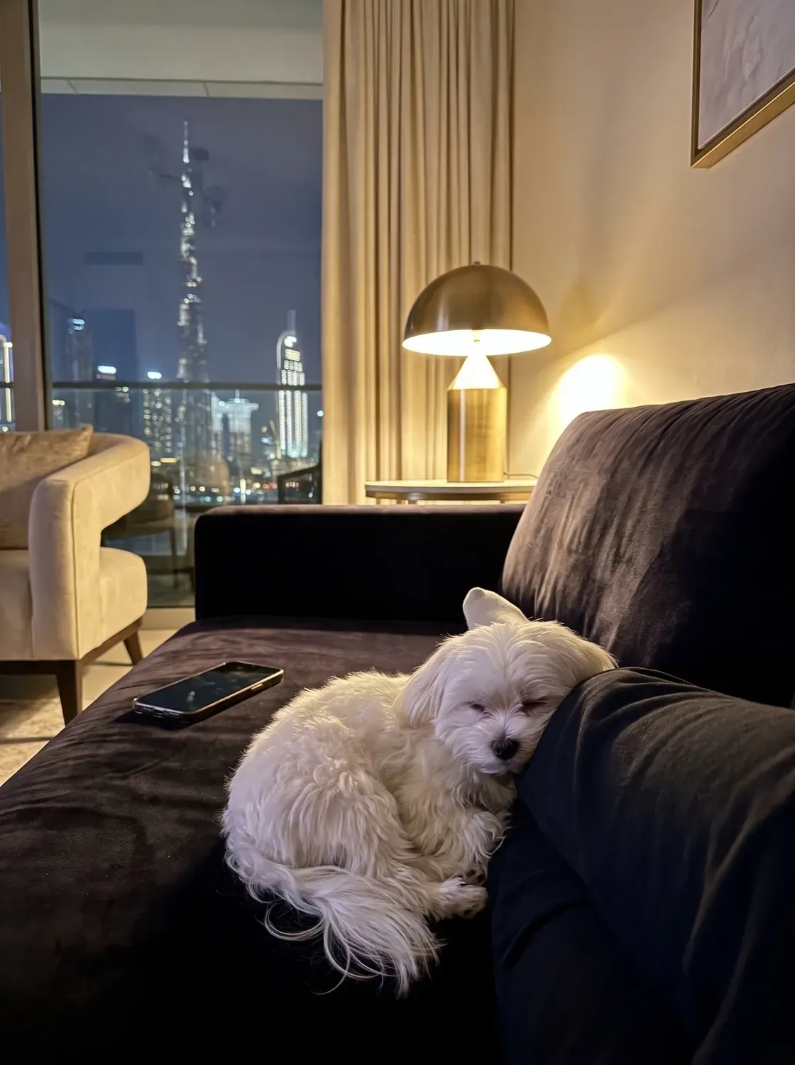 Maltese in Dubai, asleep against a pet parent's leg on a dark sofa at night, the skyline behind